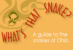 Cartoon of a snake