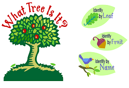 What tree is it? Identify by leaf, fruit or name with tree clipart