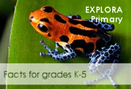 Explora Primary with orange and blue frog with black spots